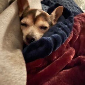 Meet your Posher, Lou